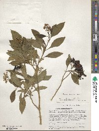 Solanum argentinum image