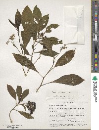 Solanum argentinum image