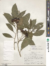 Solanum argentinum image