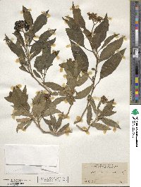 Solanum argentinum image