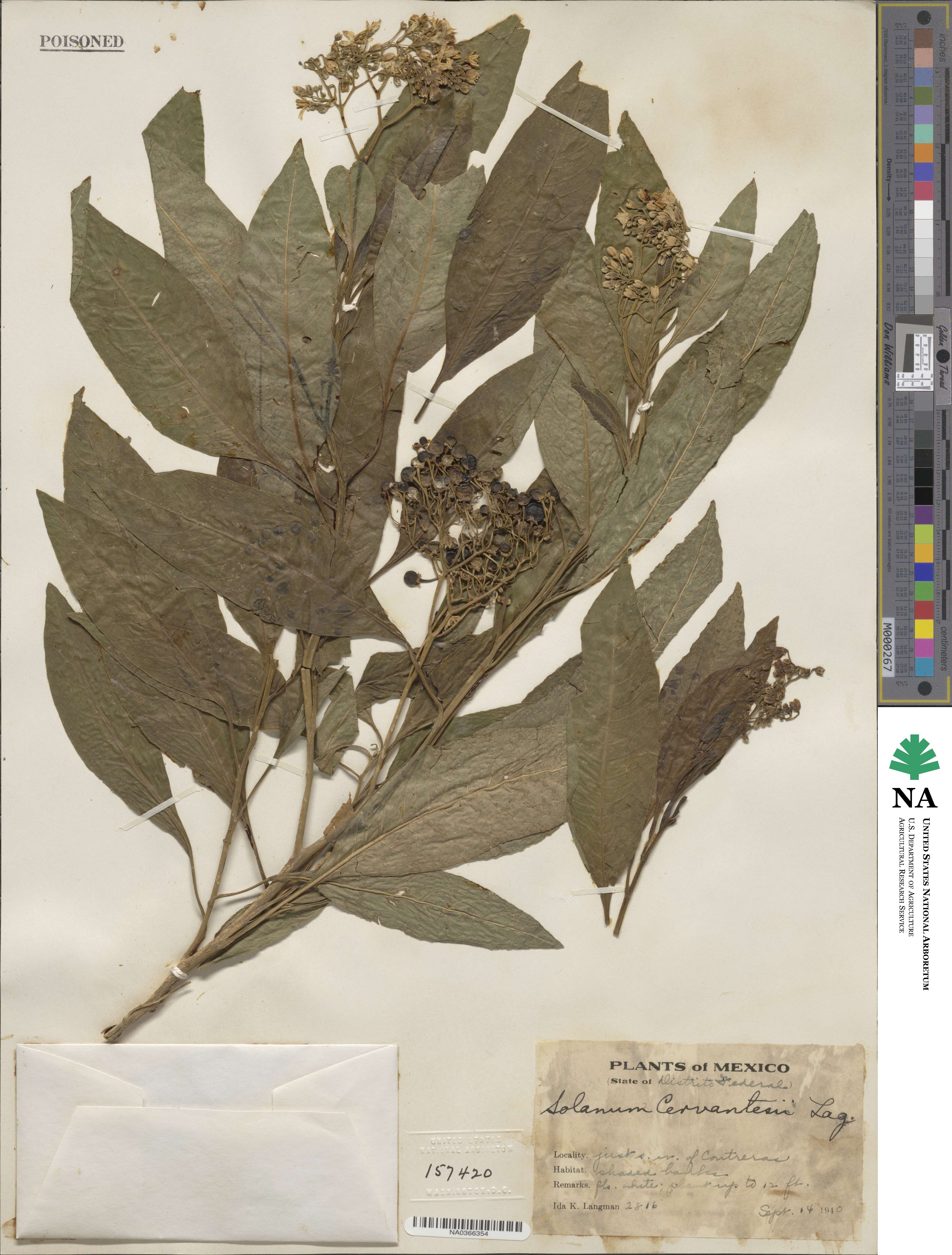 Solanum argentinum image