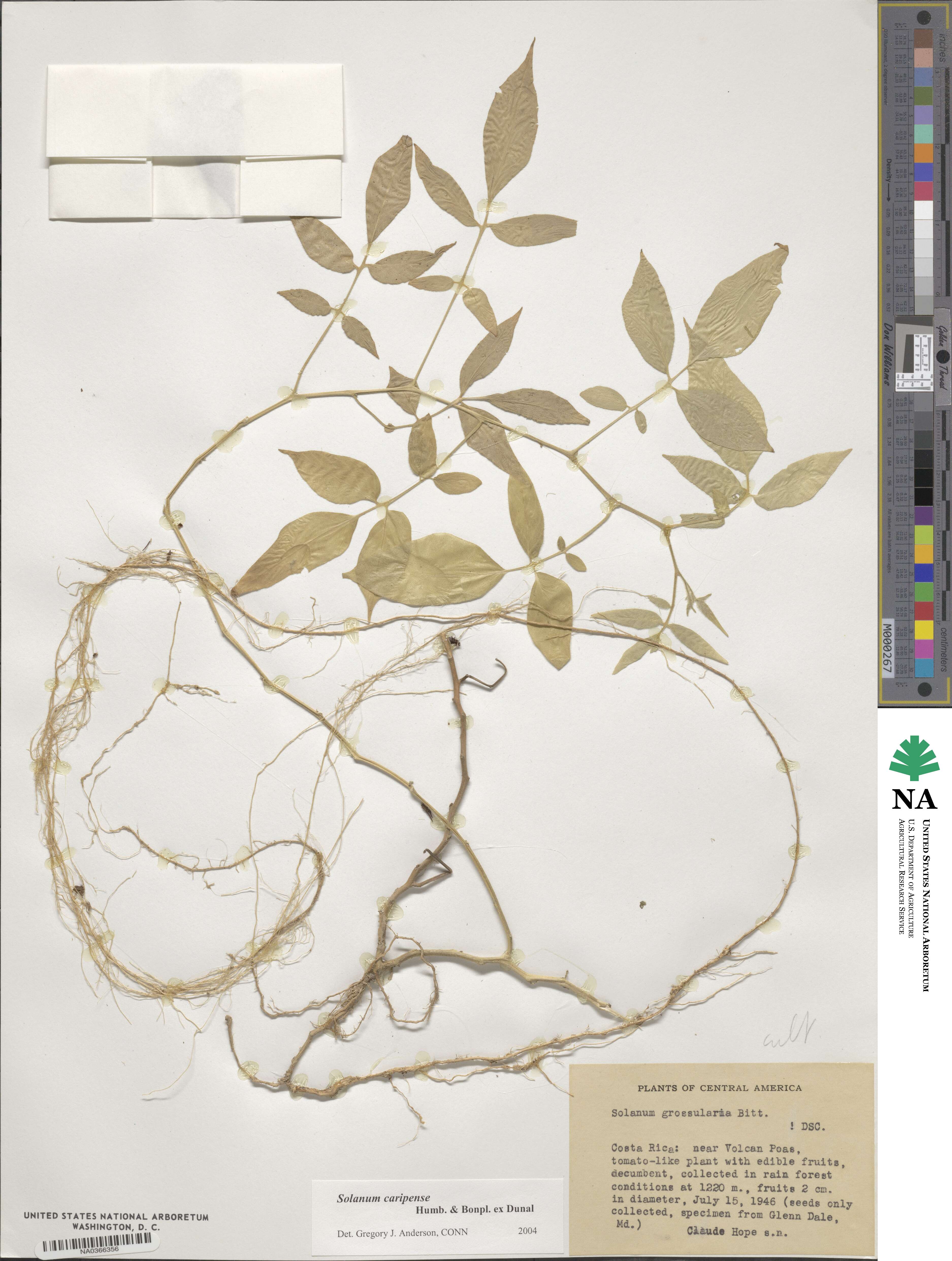 Solanum caripense image