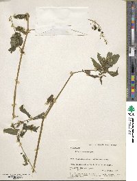 Solanum canense image