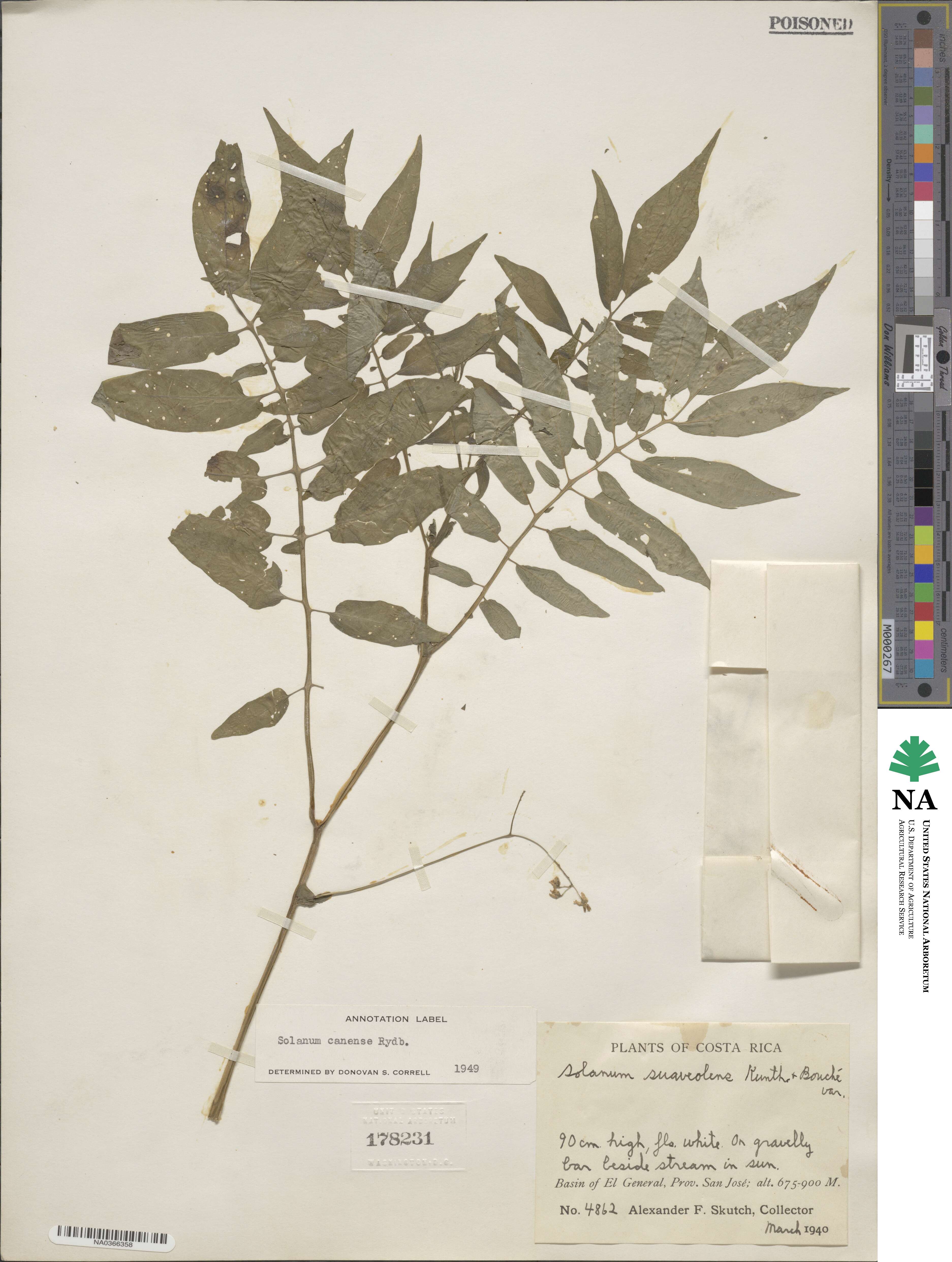 Solanum canense image