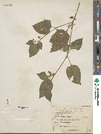 Solanum gracile image