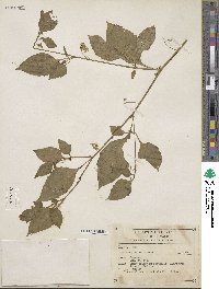 Solanum gracile image