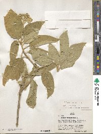 Solanum erianthum image