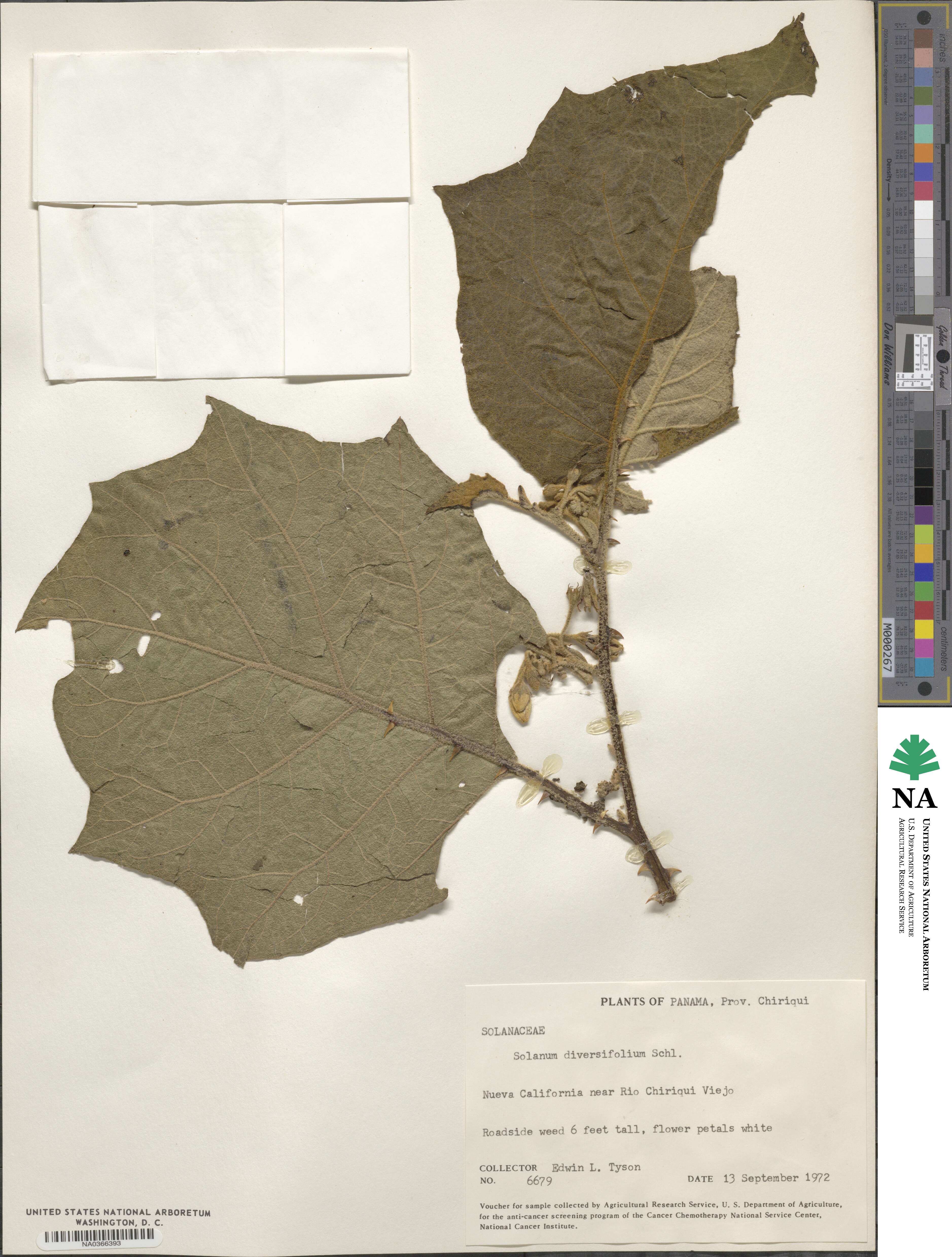 Solanum diversifolium image