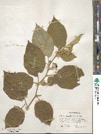 Solanum diversifolium image