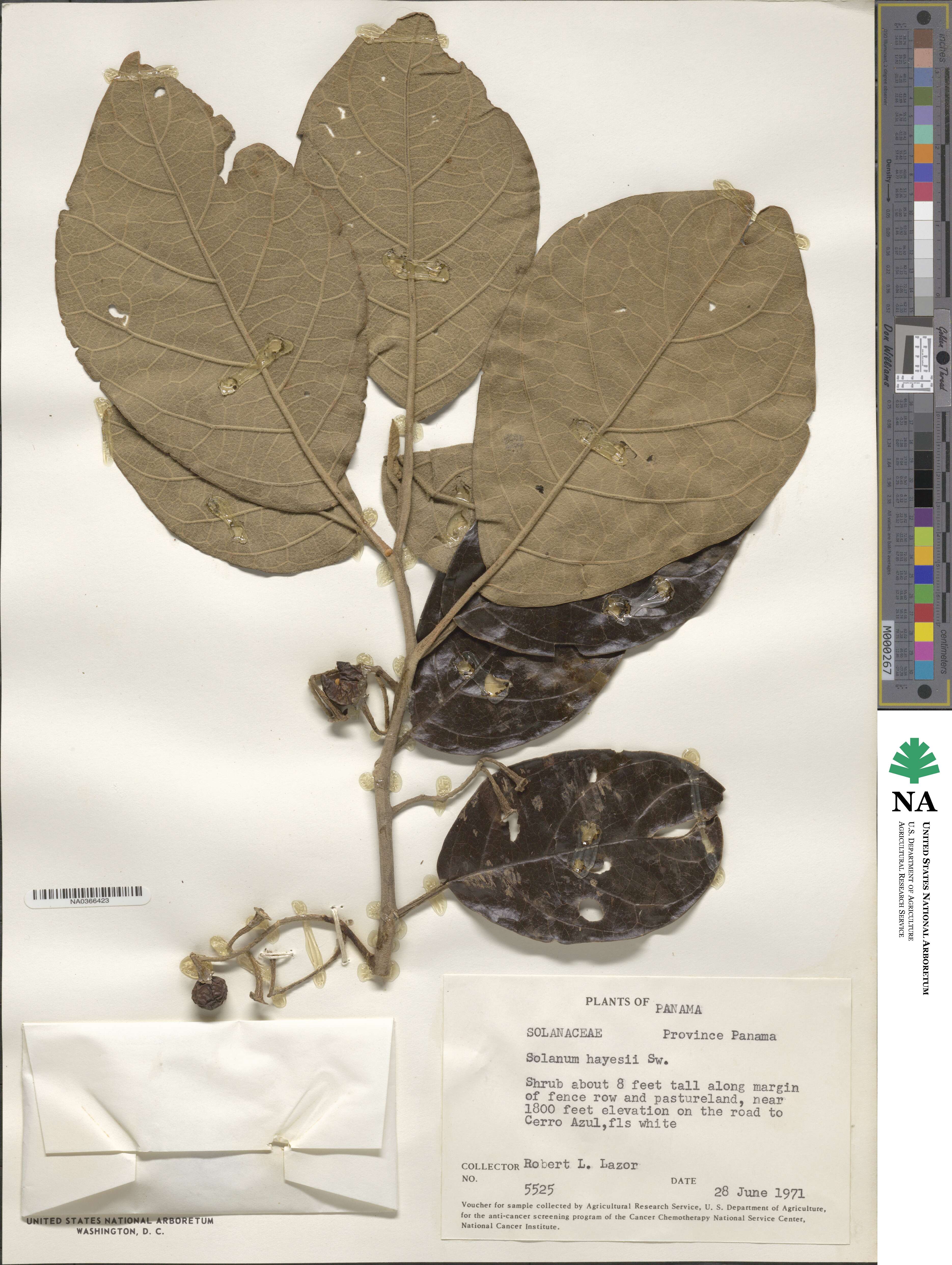 Solanum hayesii image