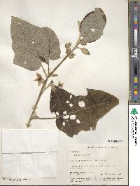 Solanum hayesii image