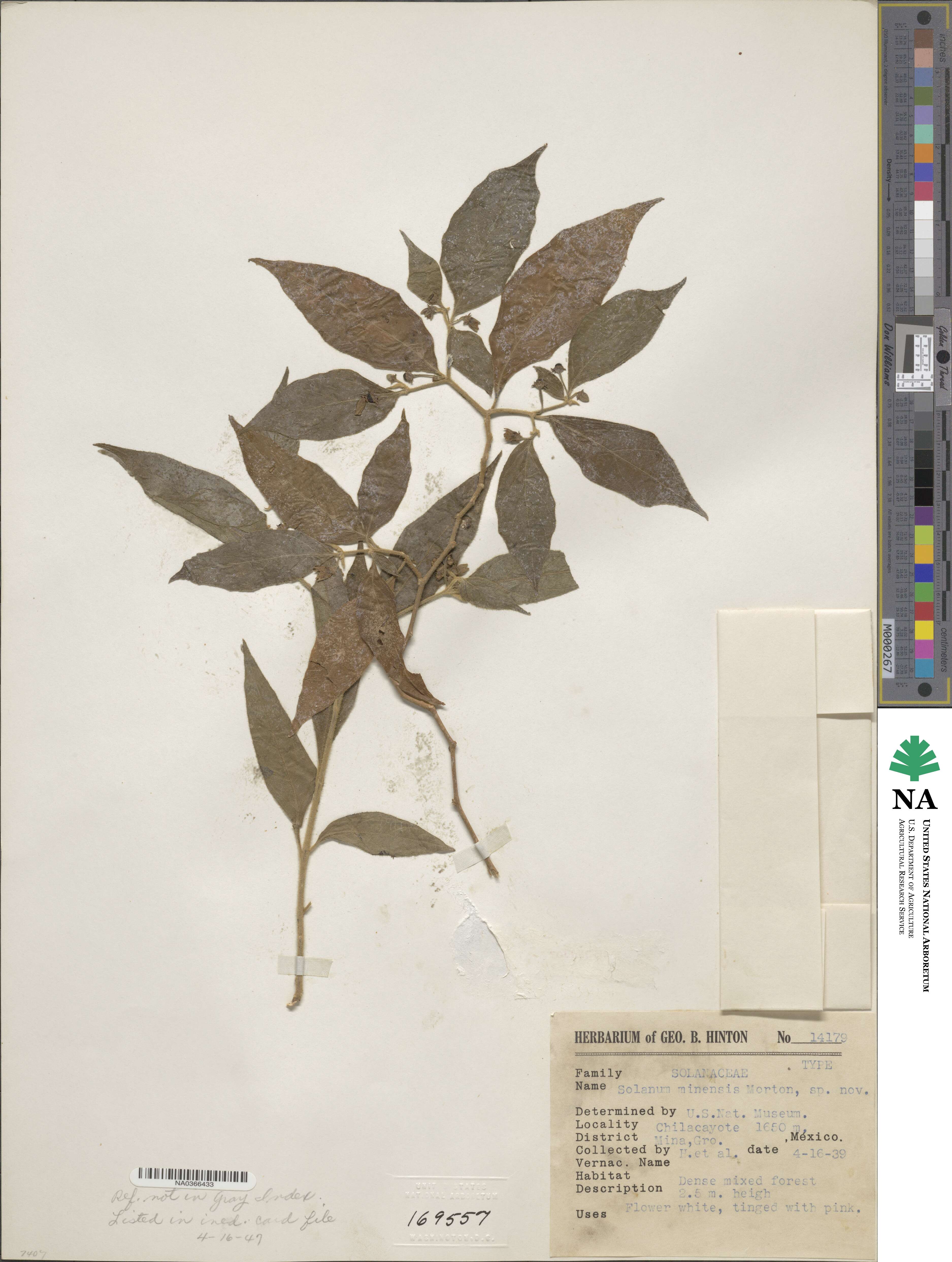 Solanum minensis image