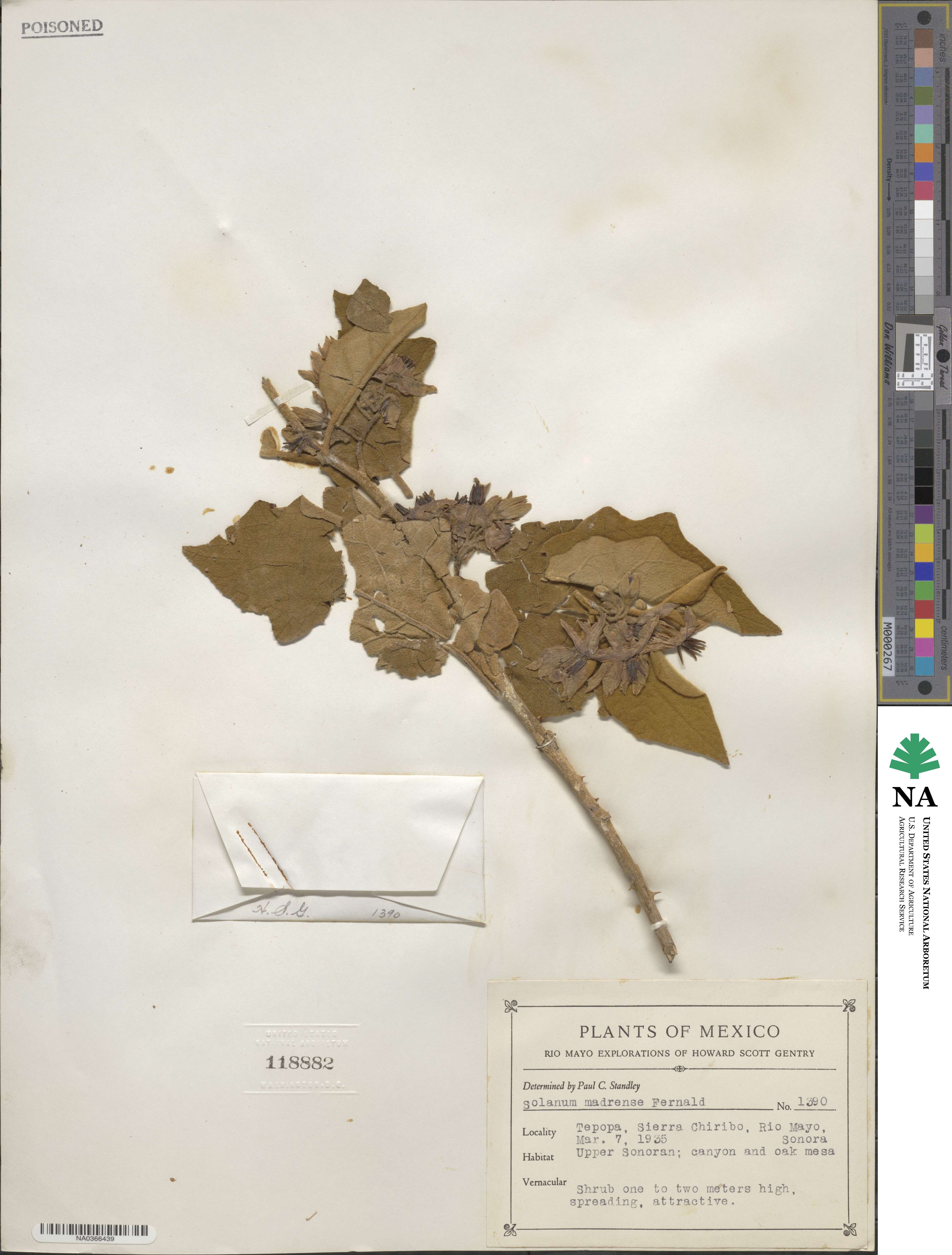 Solanum ferrugineum image