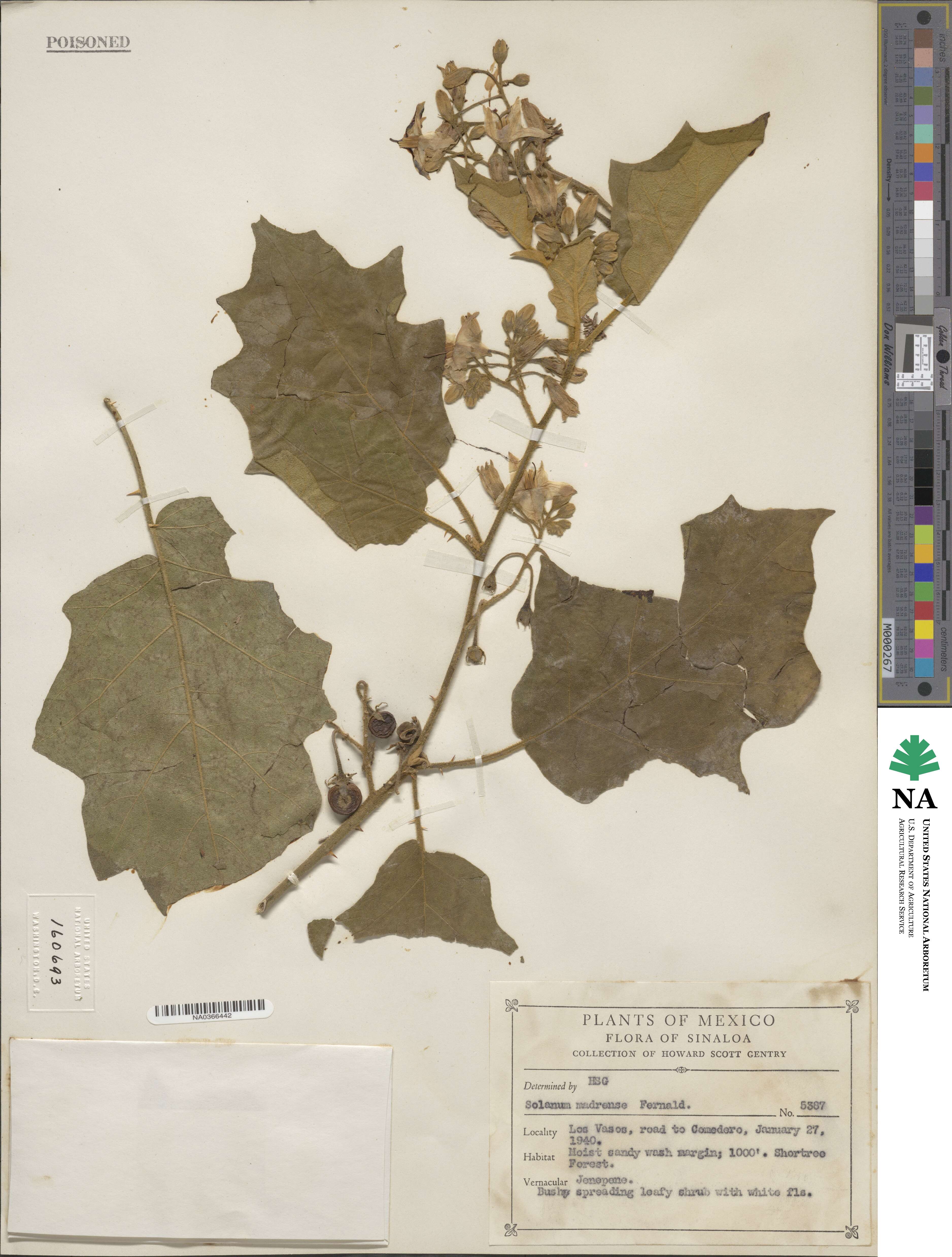 Solanum ferrugineum image