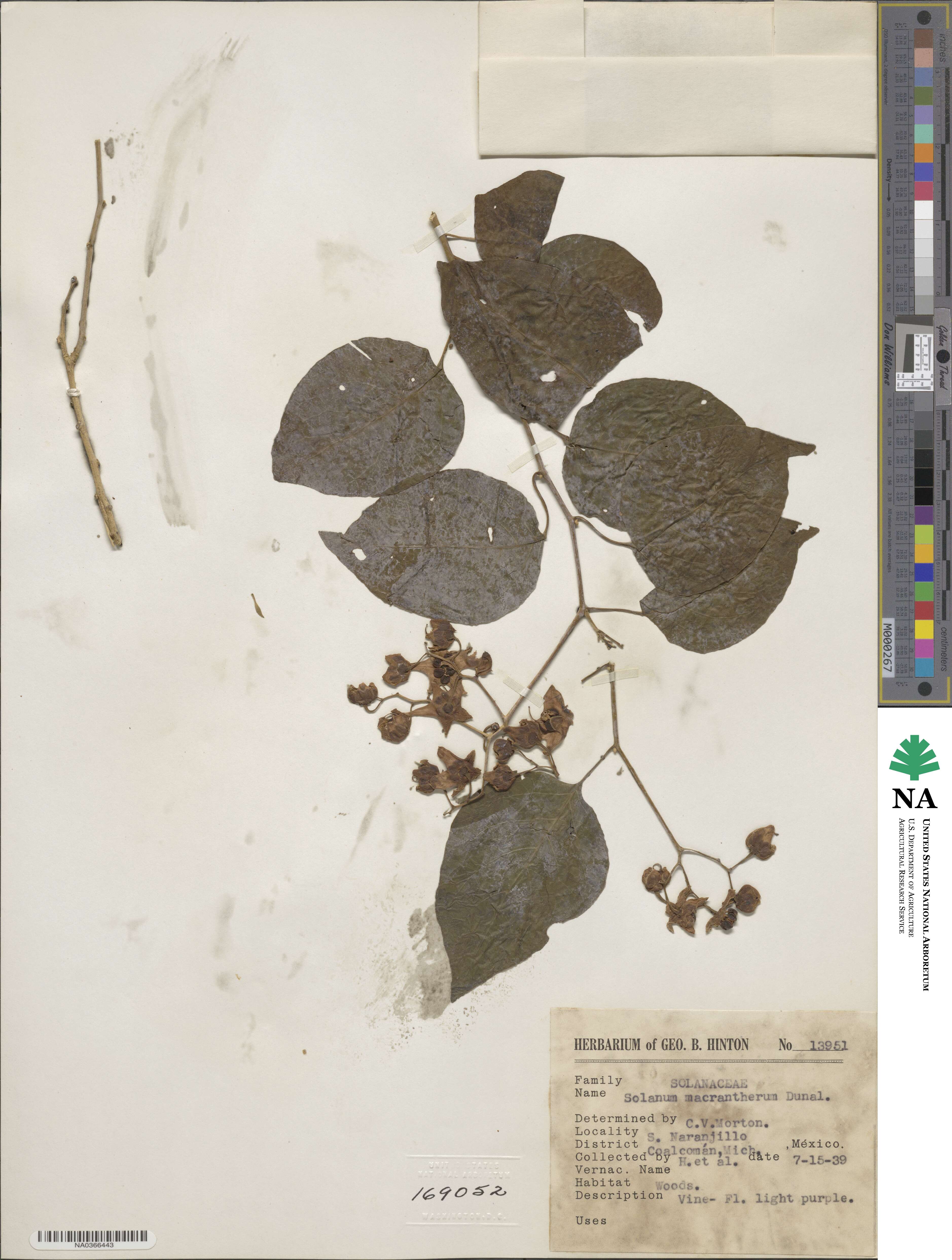 Solanum dulcamaroides image