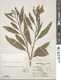 Solanum laurifolium image