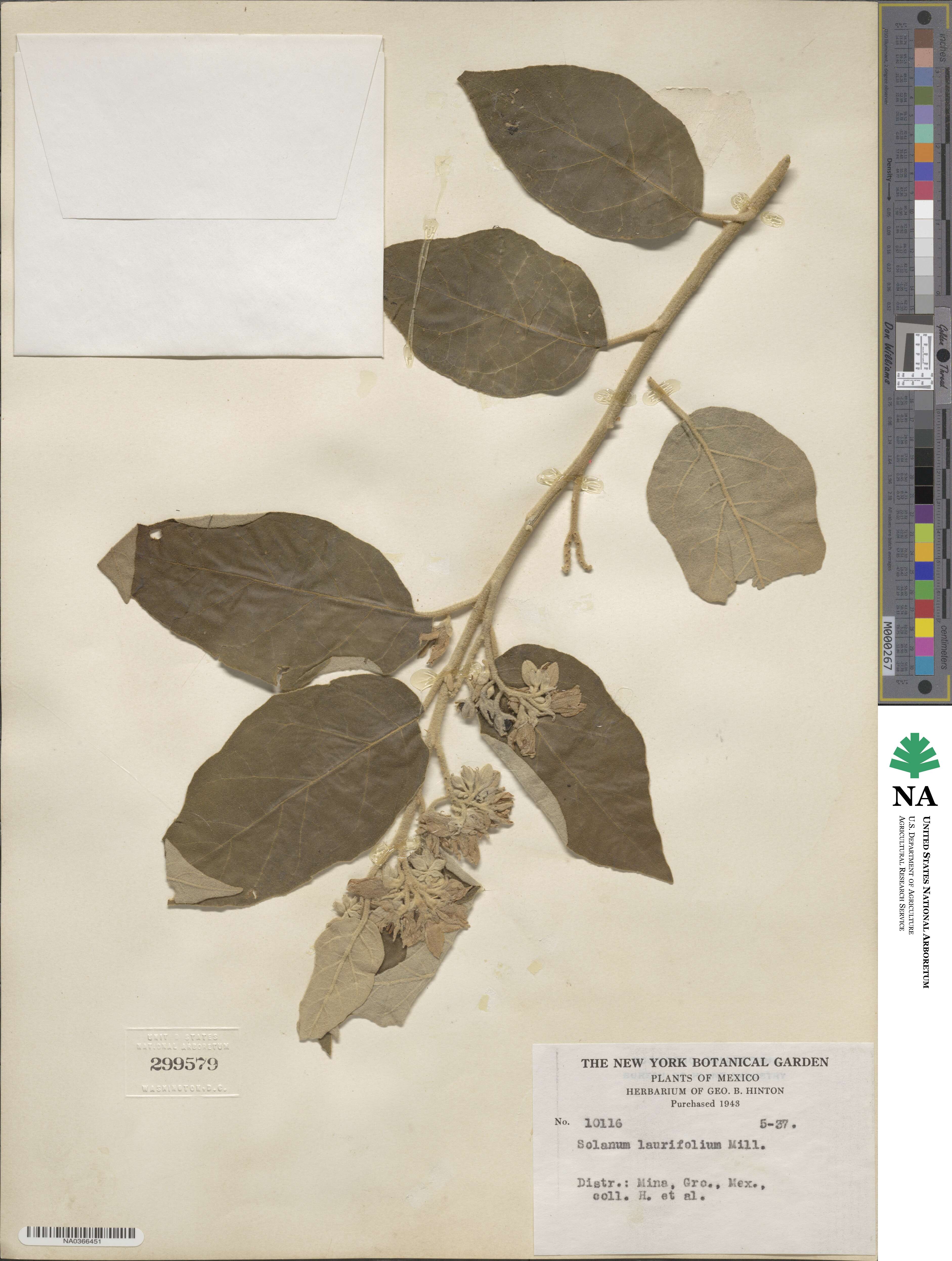 Solanum laurifolium image