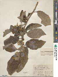 Solanum laurifolium image