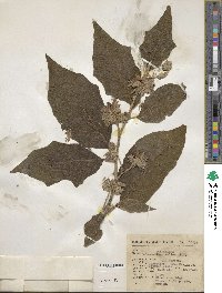 Solanum laurifolium image