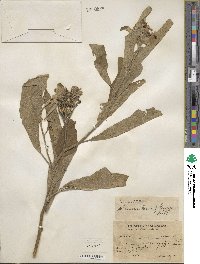 Solanum laurifolium image