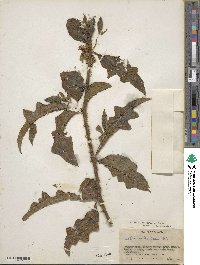 Solanum lanceifolium image