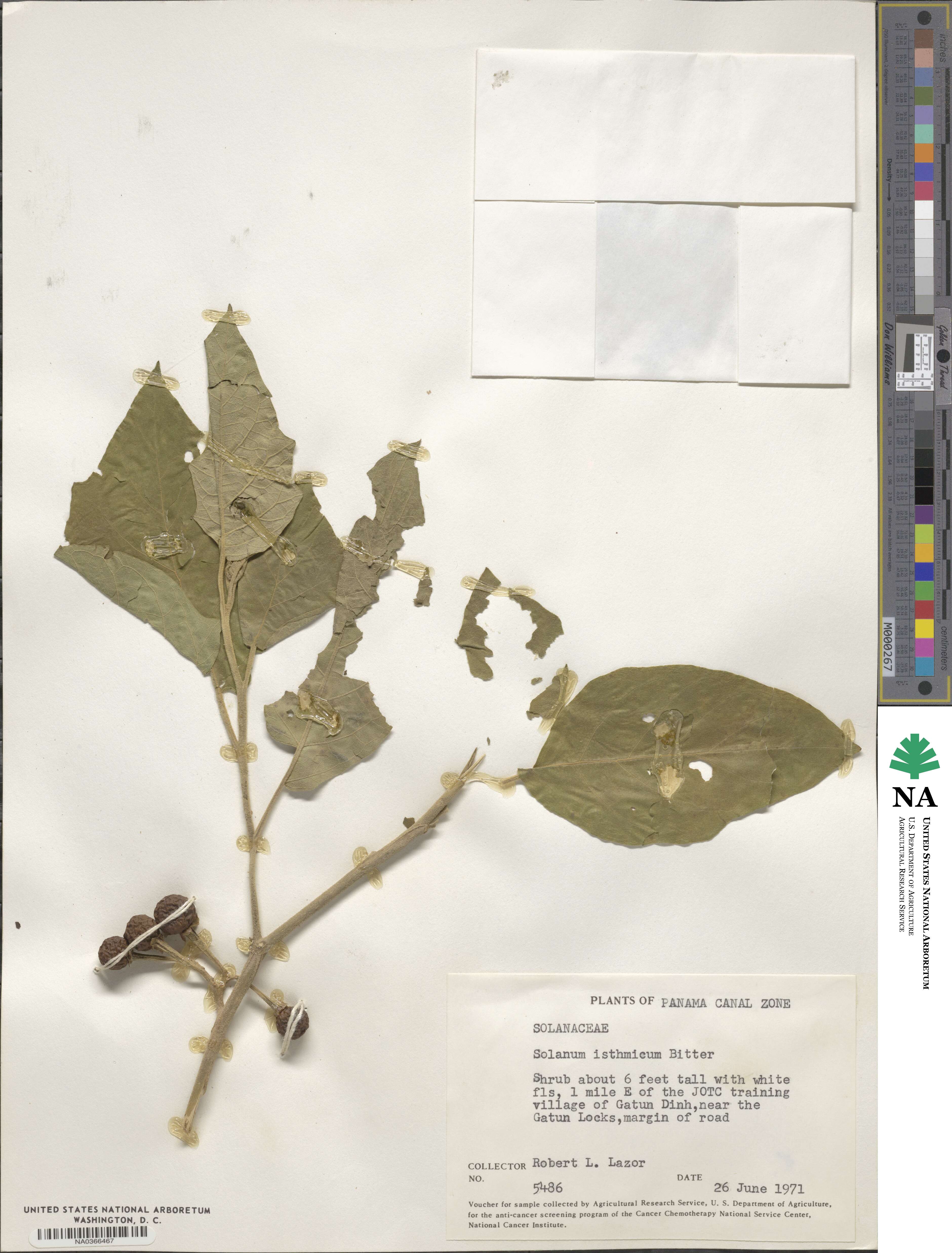 Solanum diversifolium subsp. diversifolium image