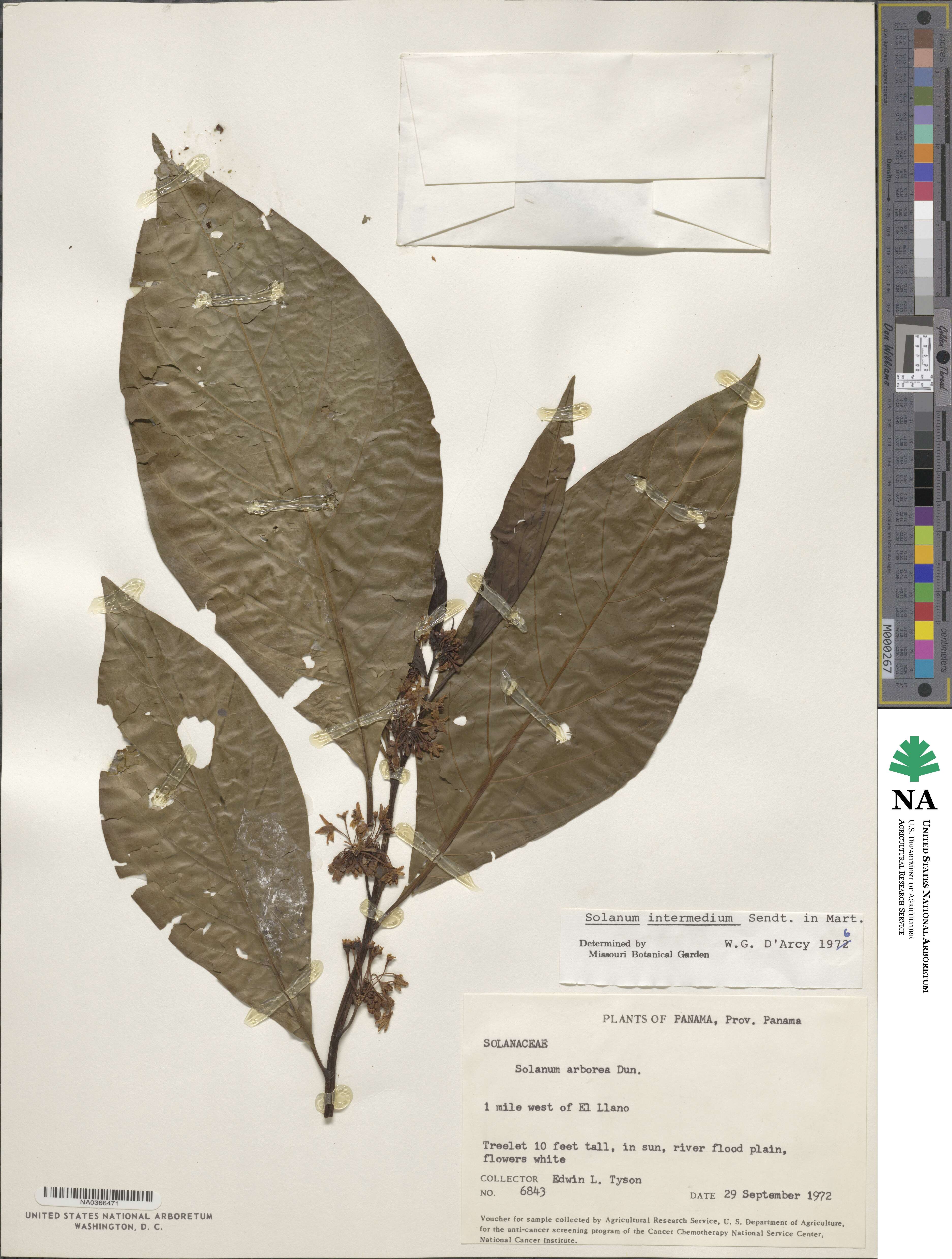 Solanum intermedium image