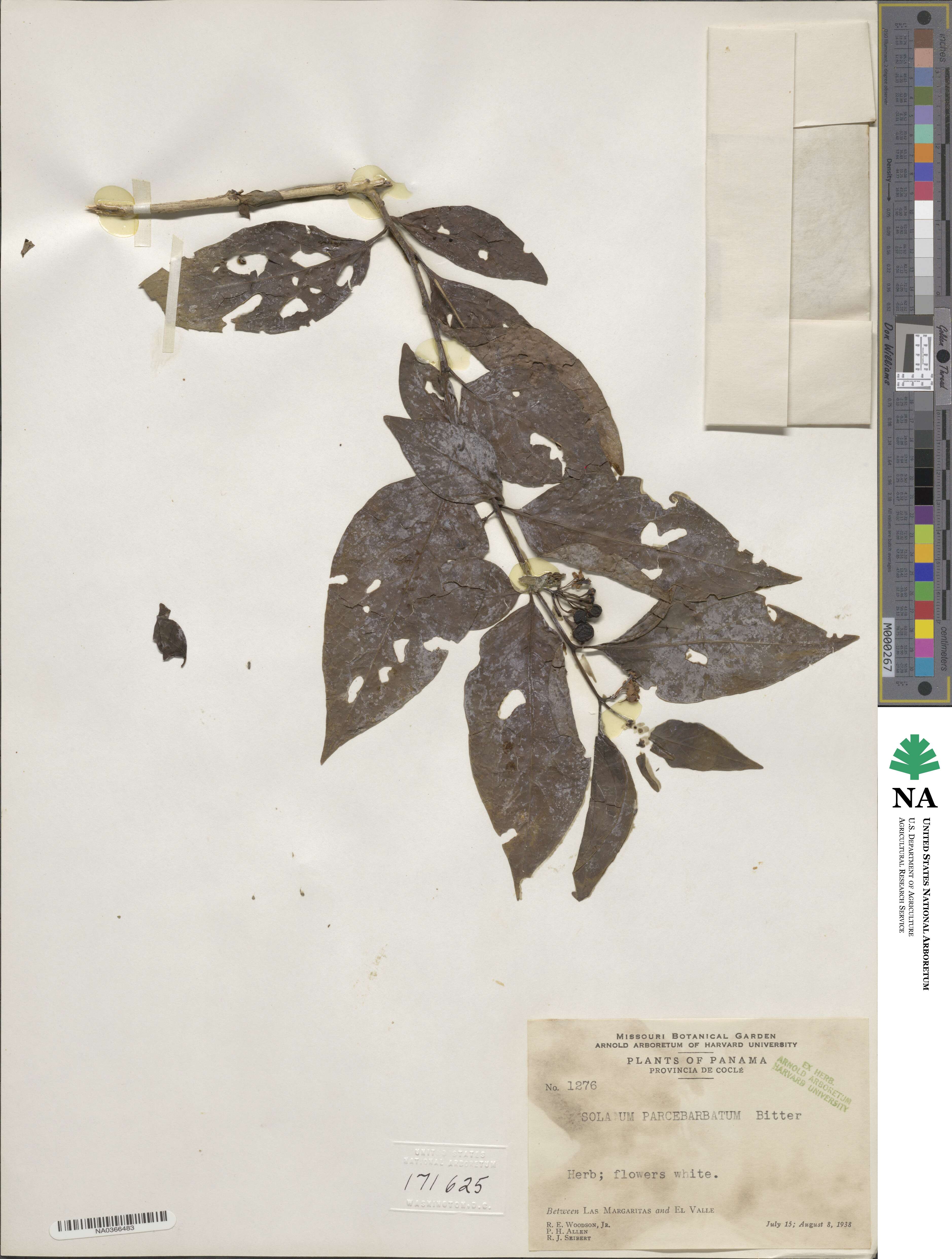 Solanum nudum image
