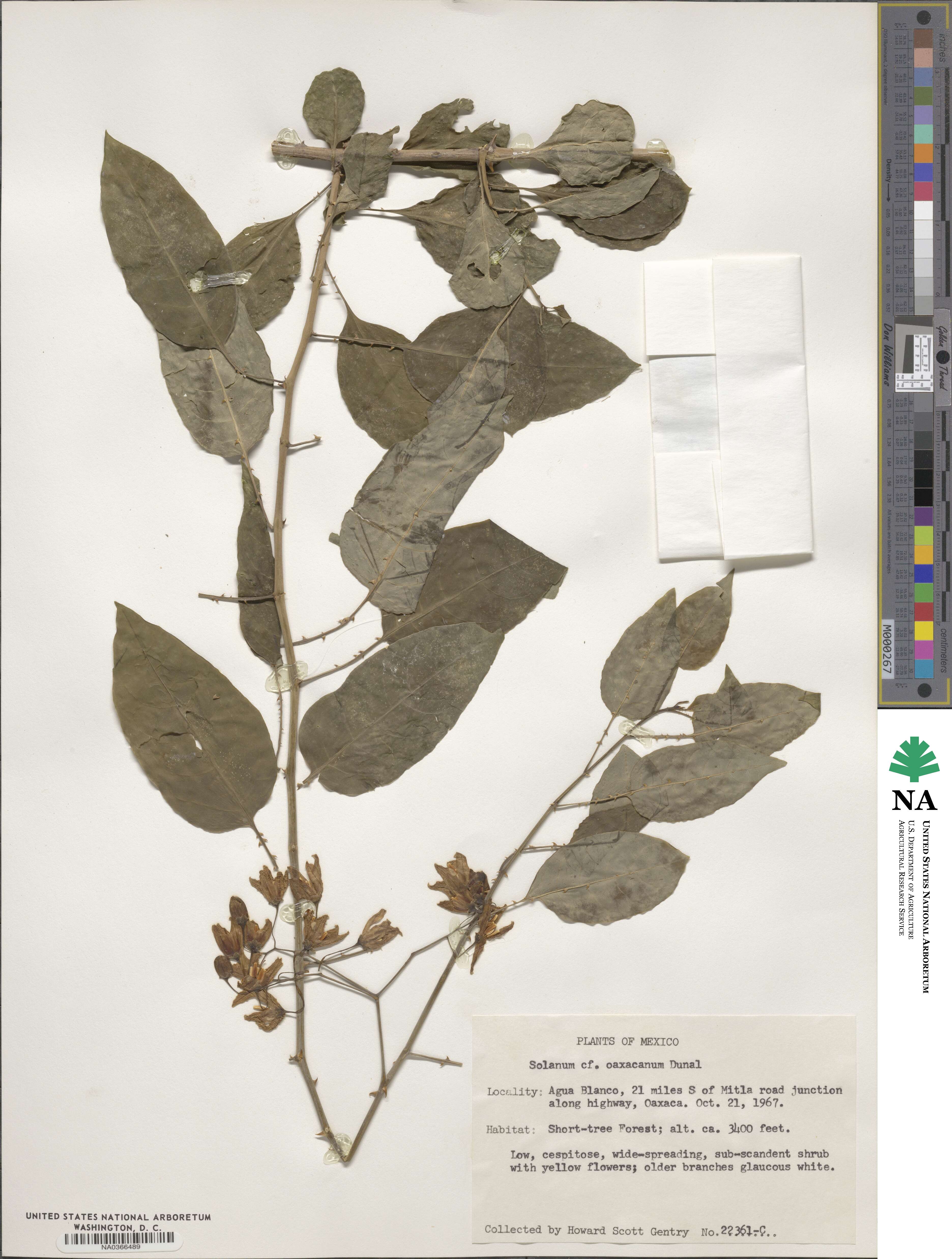 Solanum glaucescens image