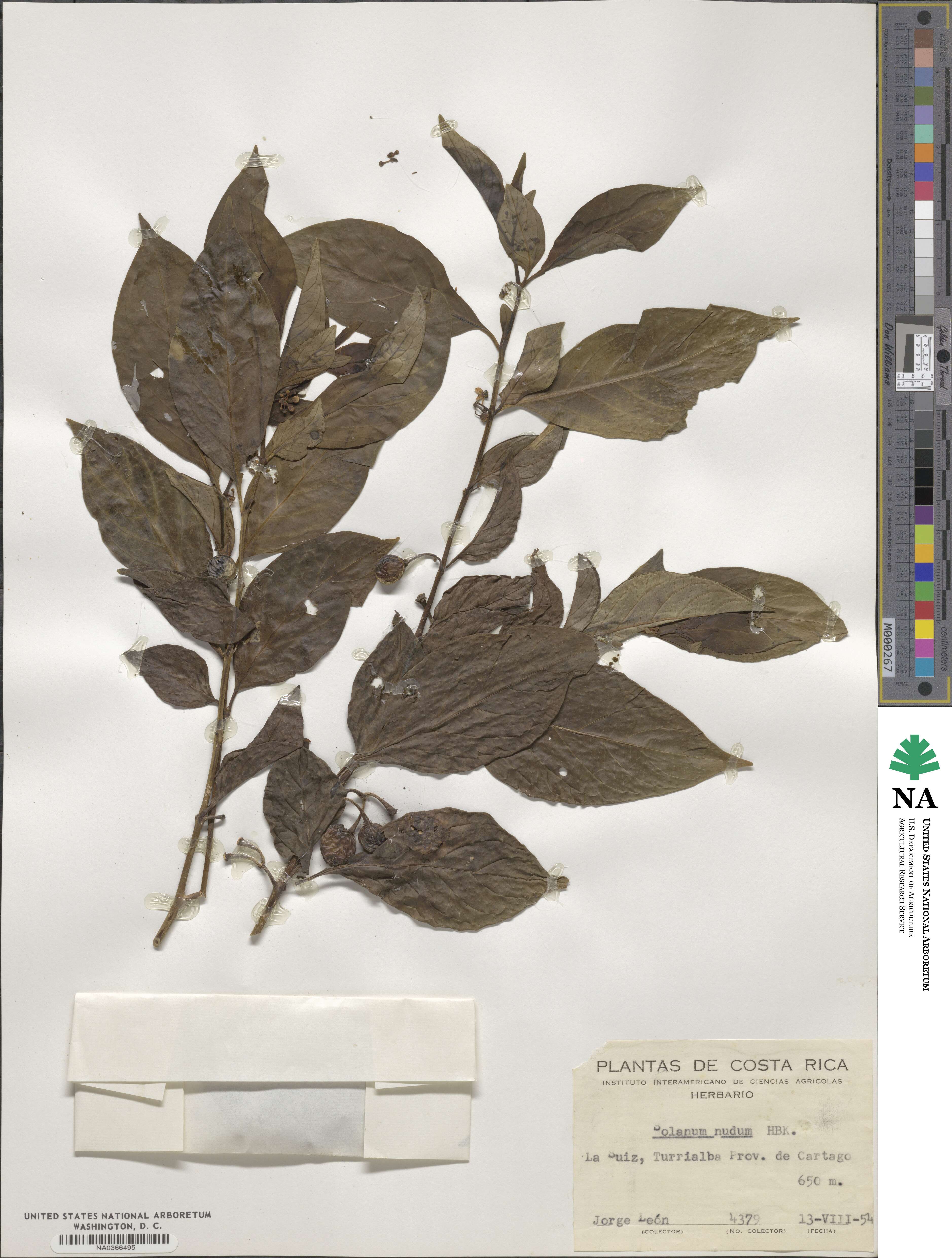 Solanum nudum image