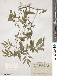 Solanum suaveolens image