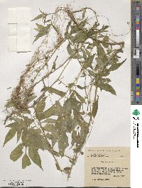 Solanum suaveolens image