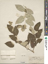 Solanum salviifolium image