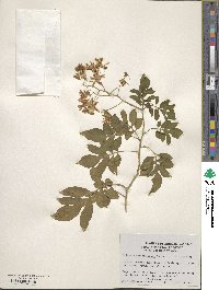 Solanum seaforthianum image