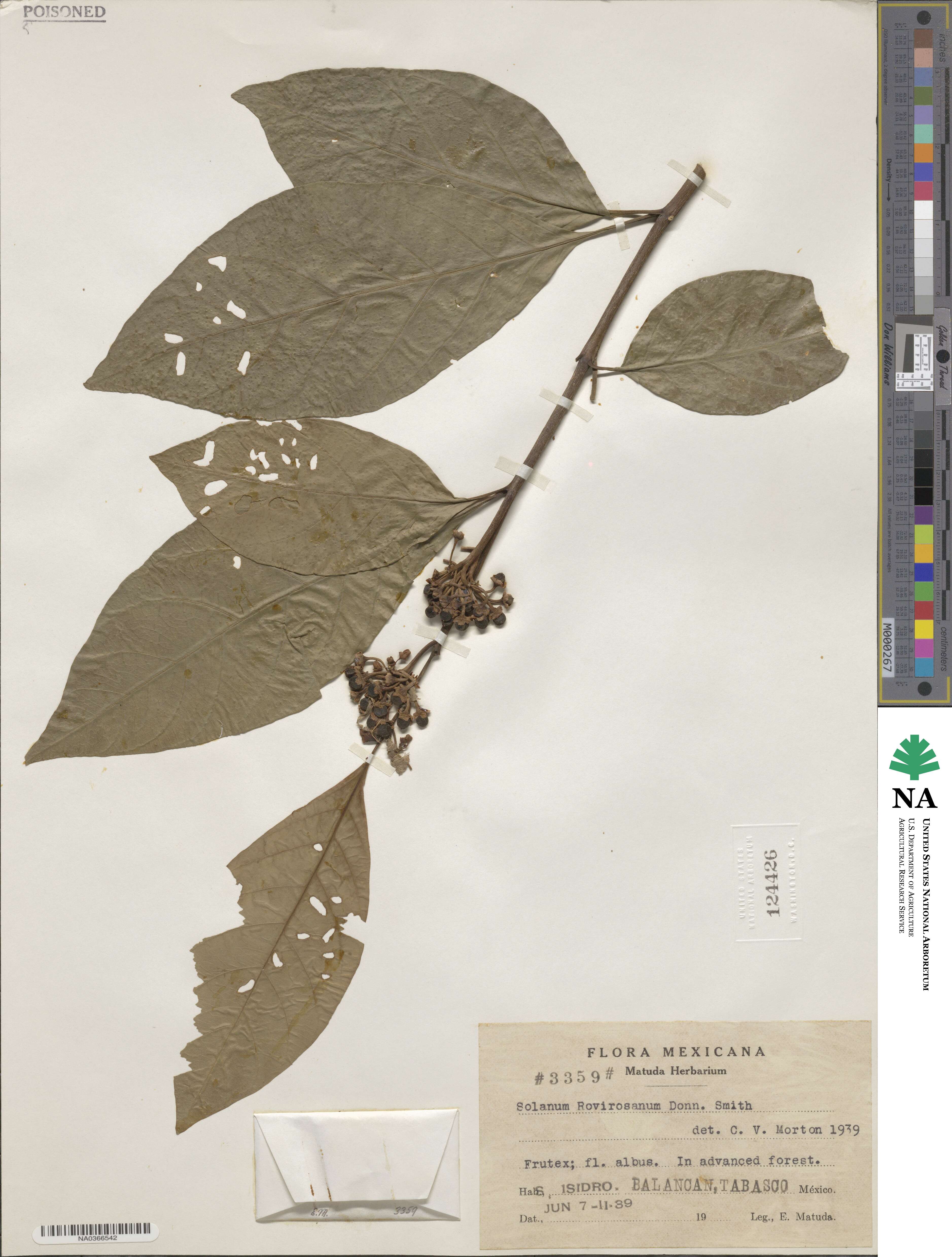 Solanum rovirosanum image