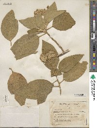 Solanum verbascifolium image