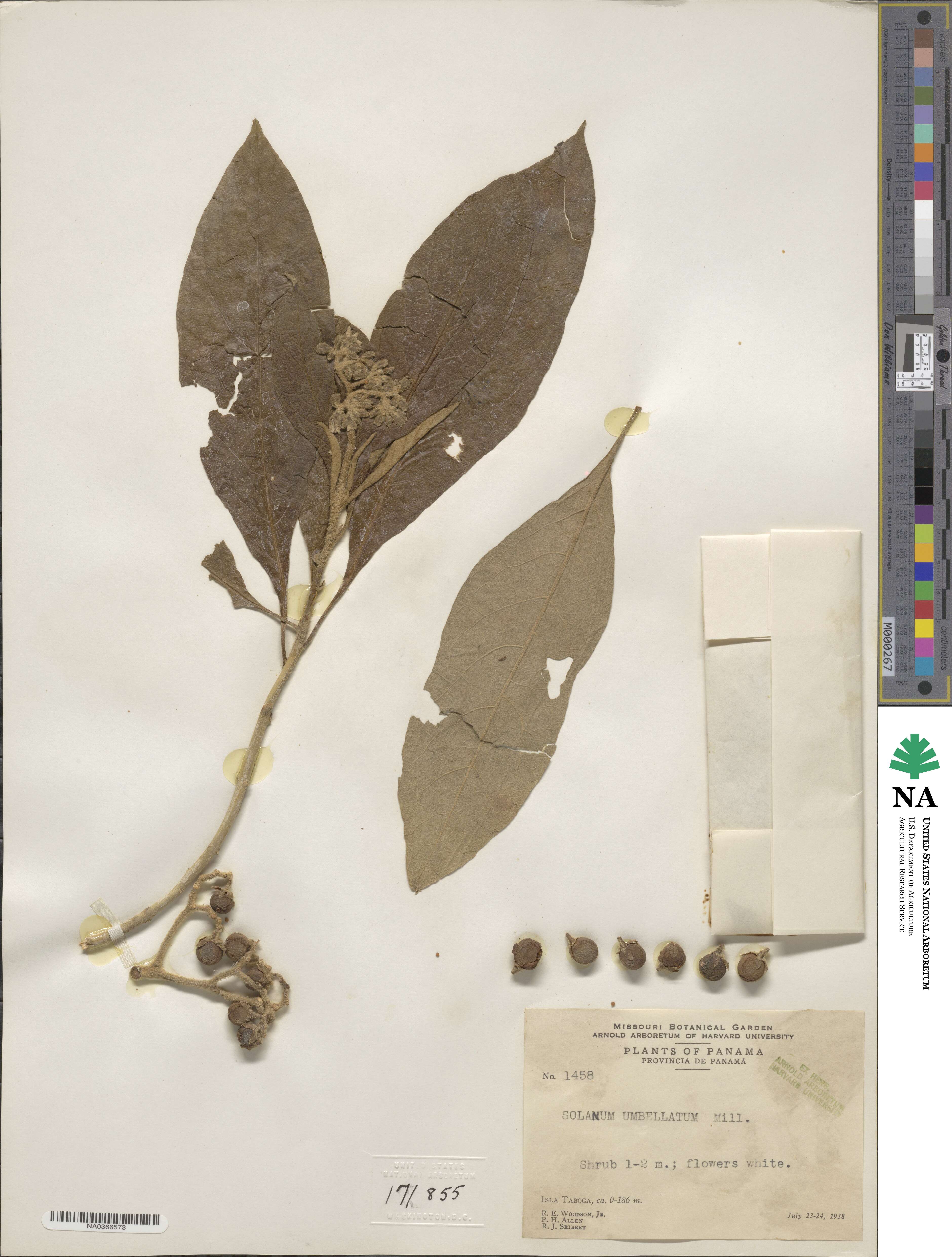 Solanum umbellatum image