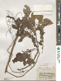 Solanum tuberosum image