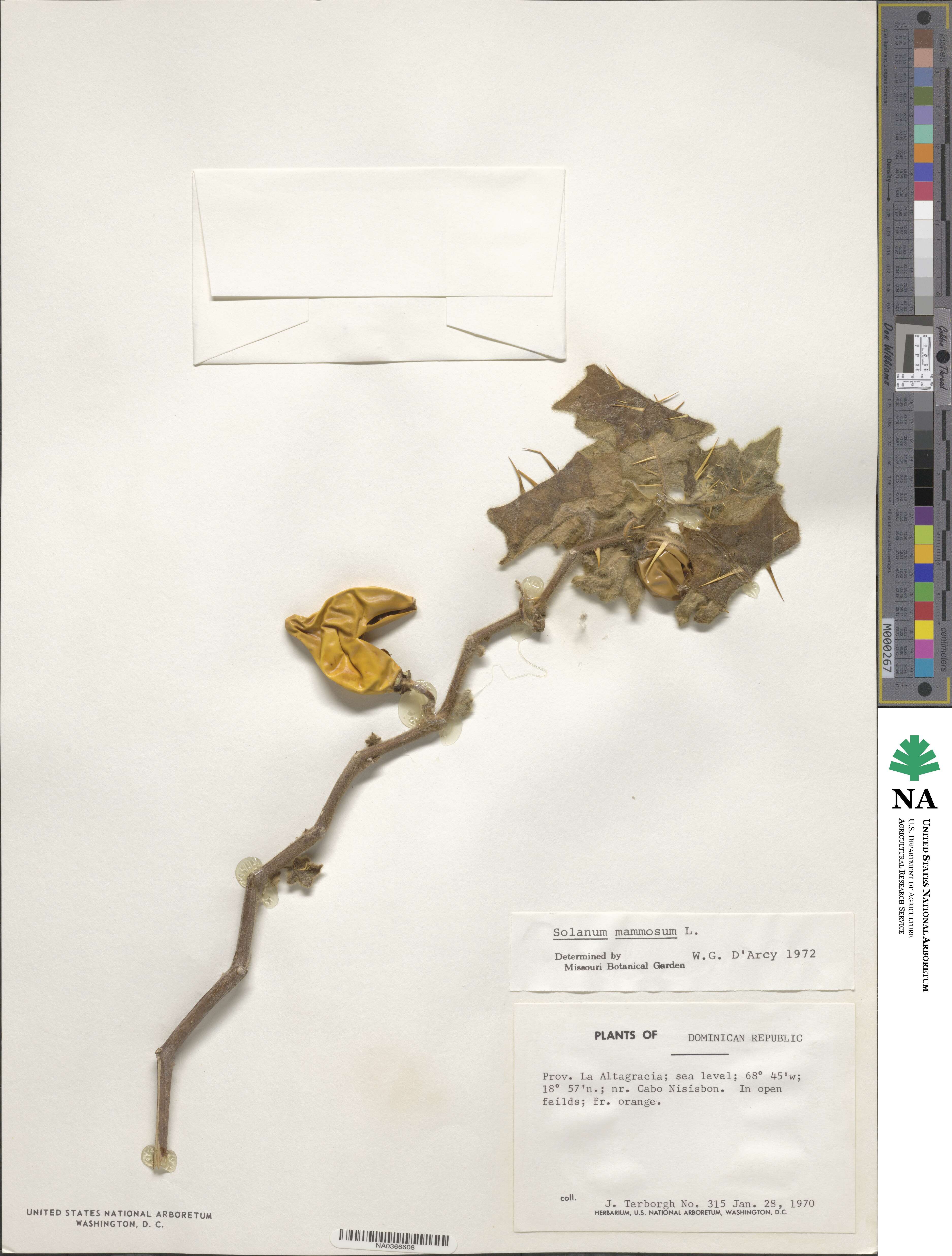 Solanum mammosum image