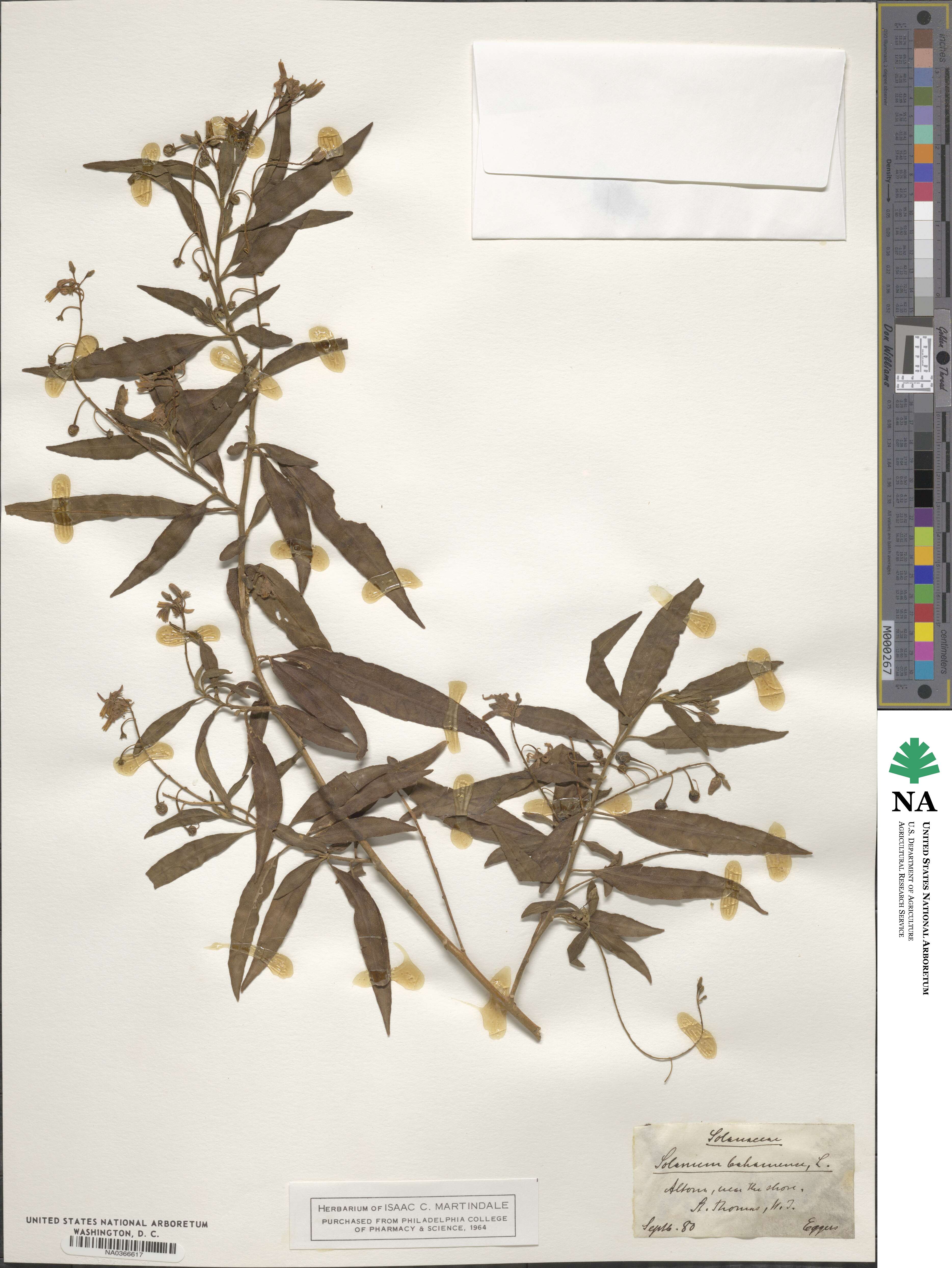 Solanum bahamense image