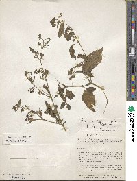 Solanum americanum image