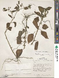 Solanum americanum image