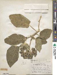 Solanum abutiloides image