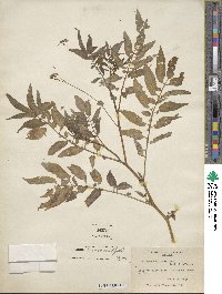 Solanum canense image