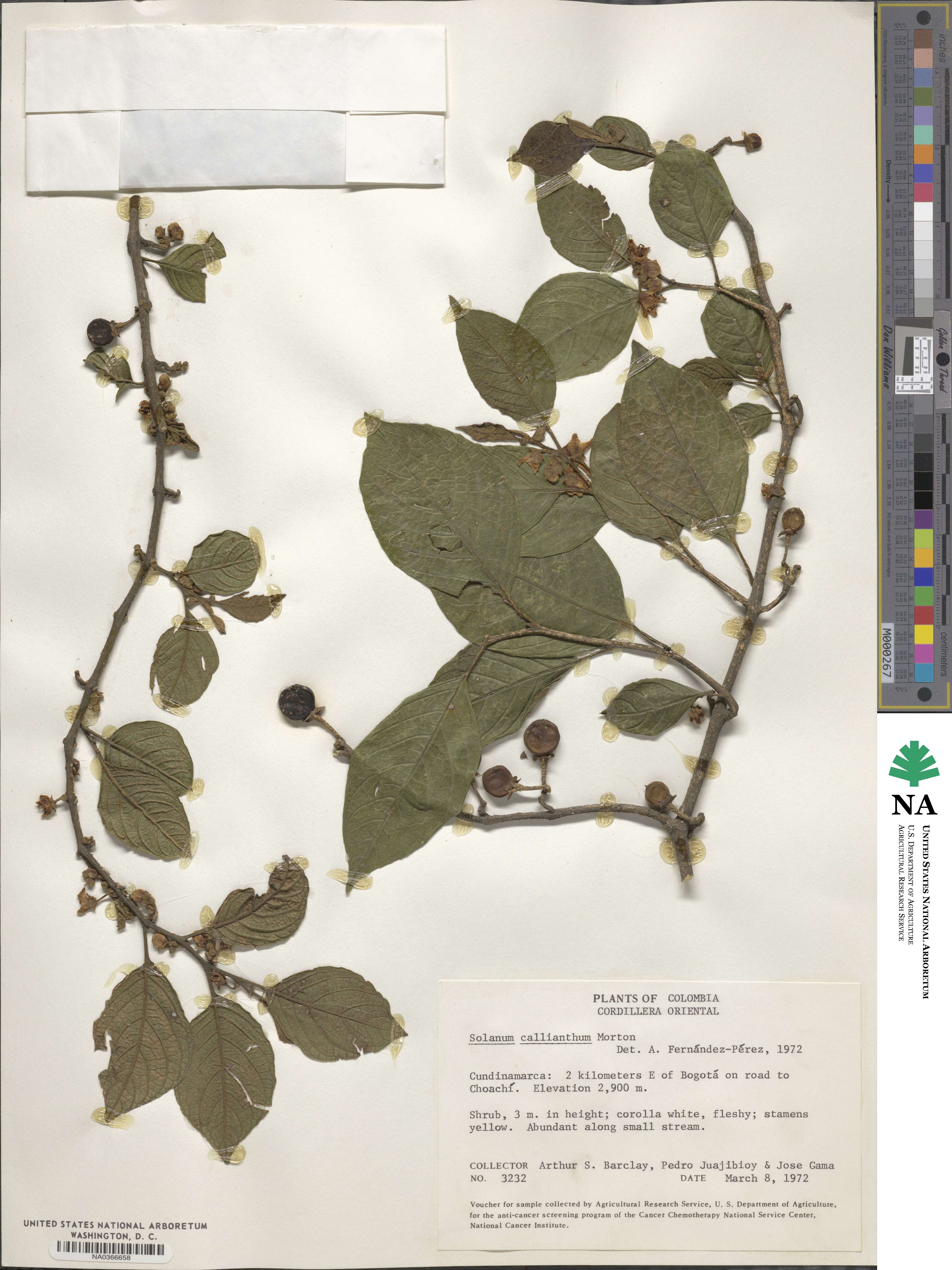 Solanum callianthum image