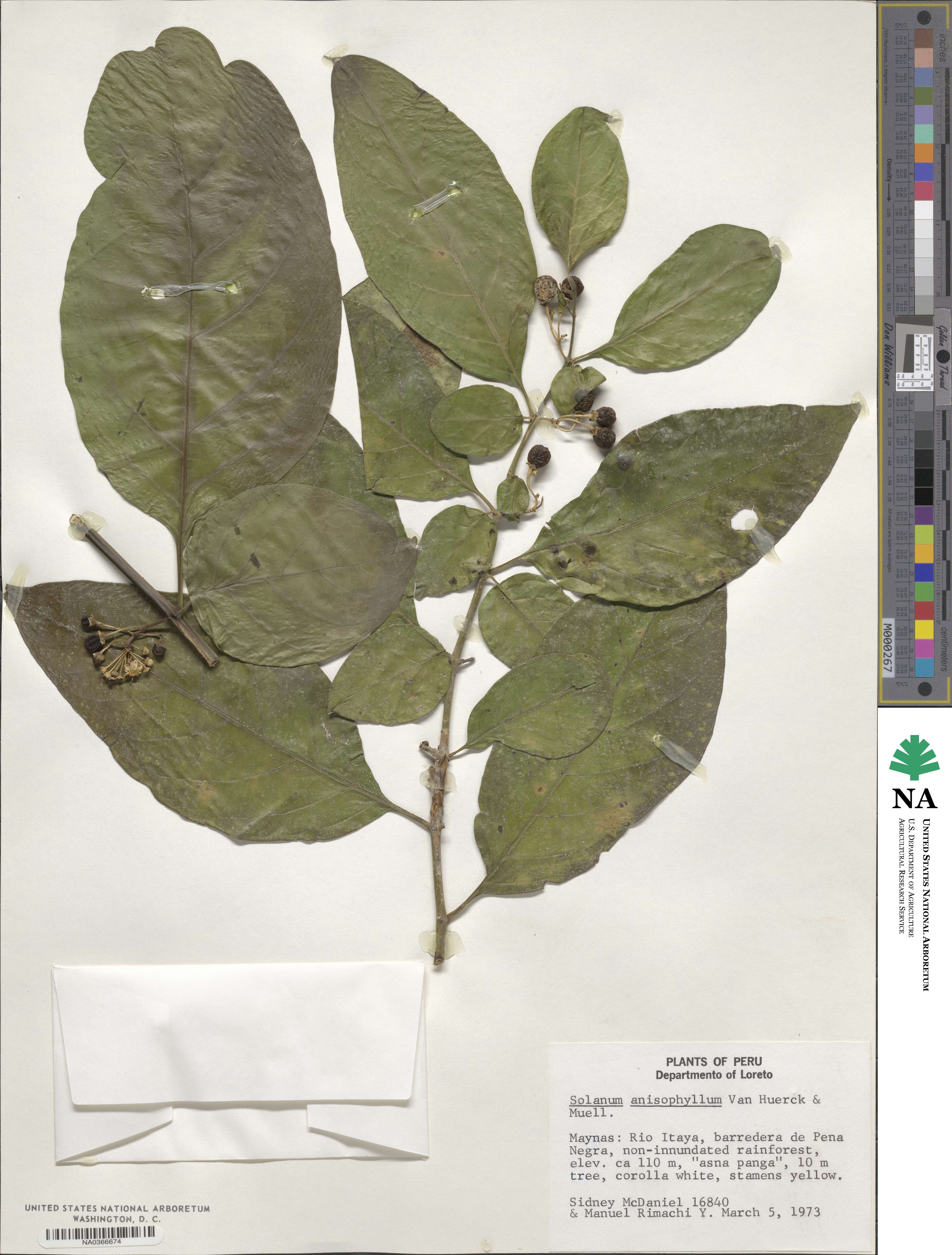 Solanum anisophyllum image