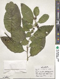 Image of Solanum anisophyllum