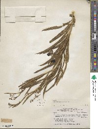 Solanum angustifolium image