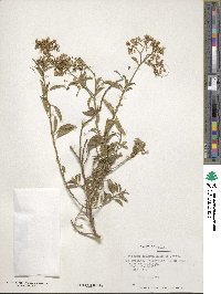 Solanum crispum image