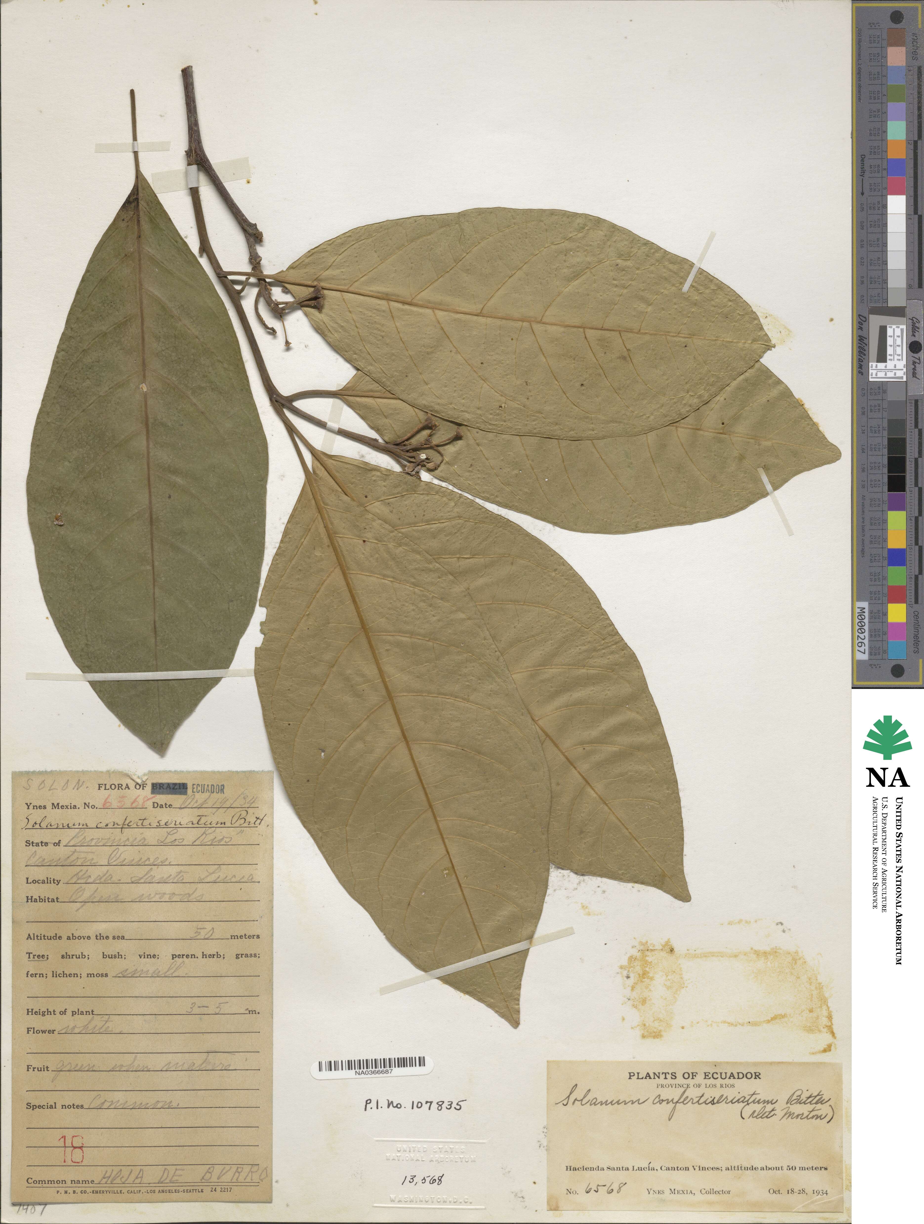 Solanum confertiseriatum image